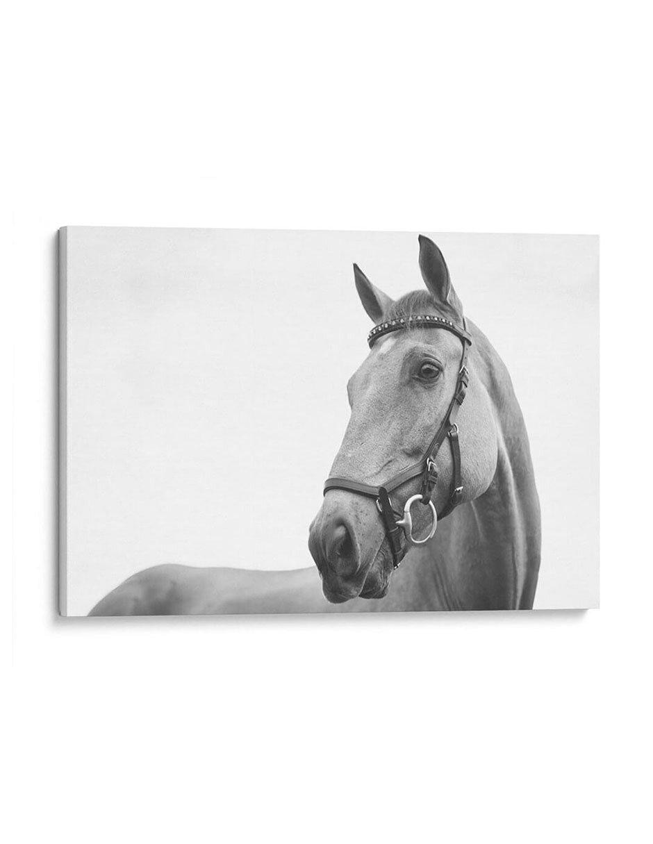 Litografía Perfil del Caballo técnica Impresión Litografía Perfil del Caballo técnica Impresión