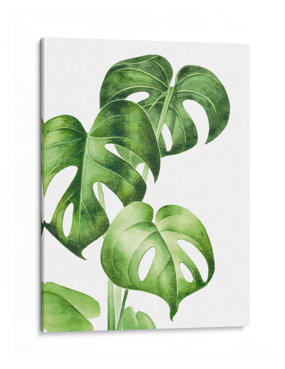 Litografía Monstera Deliciosa técnica Impresión