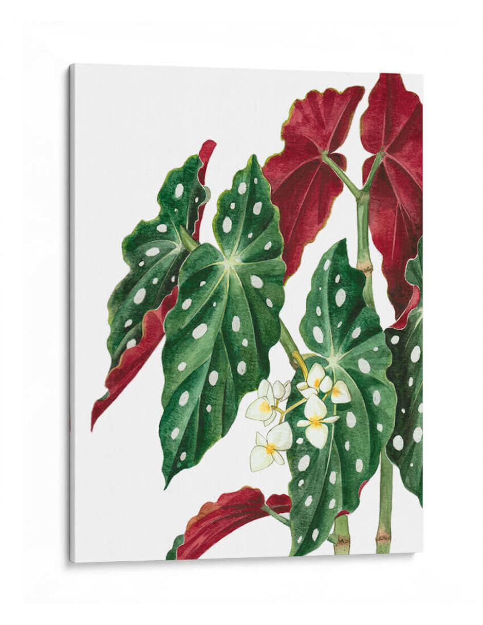 Litografía Begonia técnica Impresión
