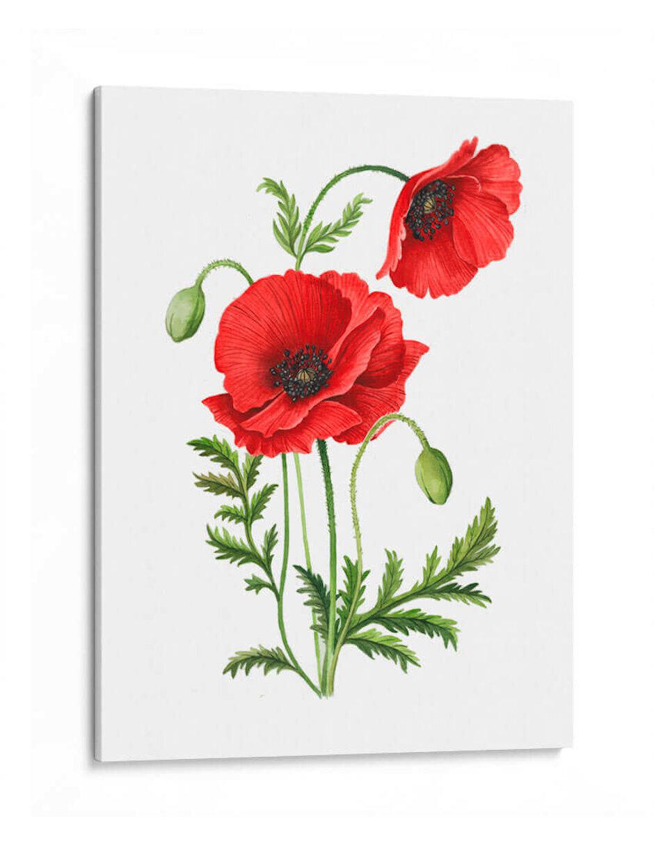 Litografía Amapola