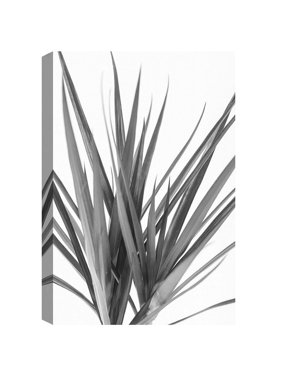 Pintura Dracaena Negra técnica mixta Fotografía