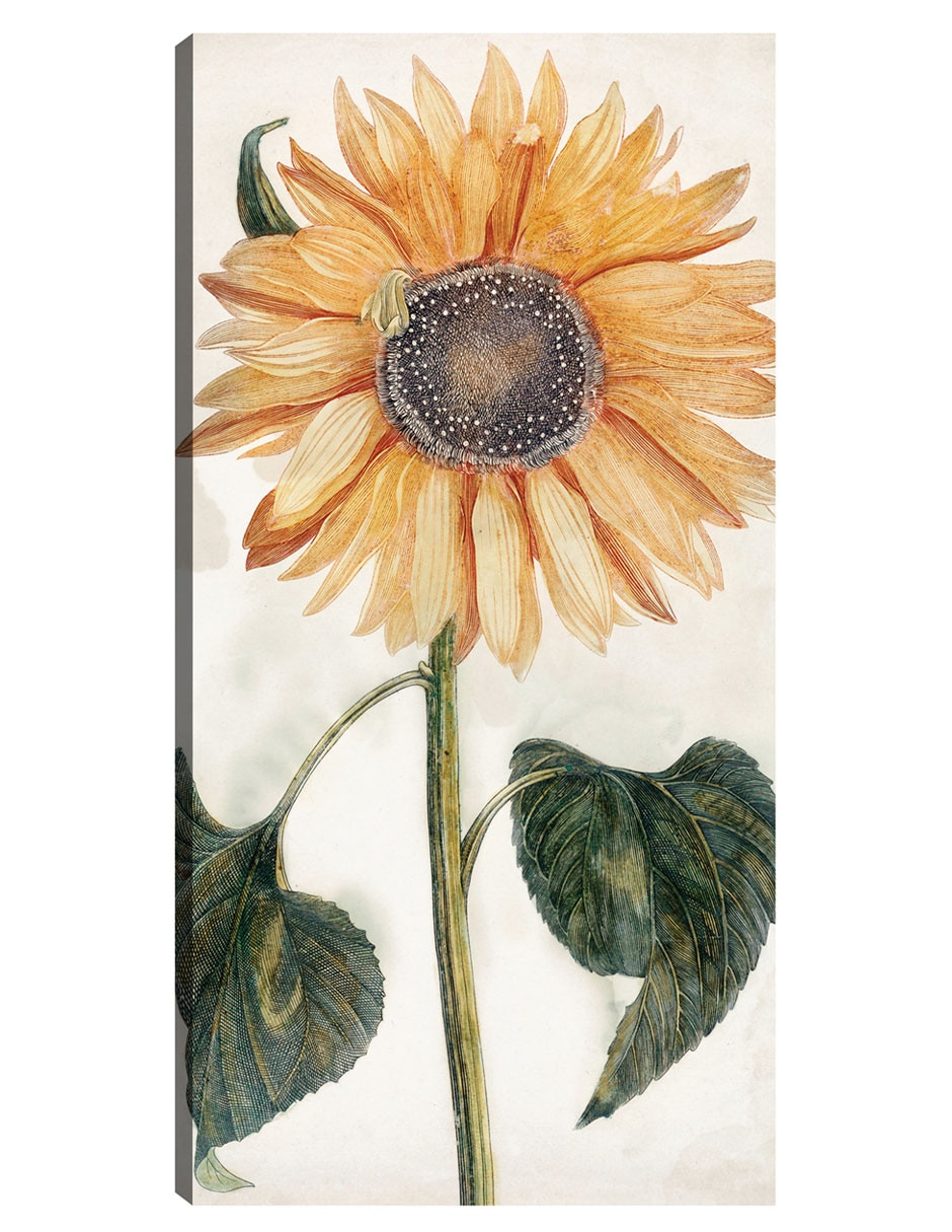 Cuadro decorativo Girasol (1688-1698) técnica mixta Girasoles Cuadro decorativo Girasol (1688-1698) técnica mixta Girasoles