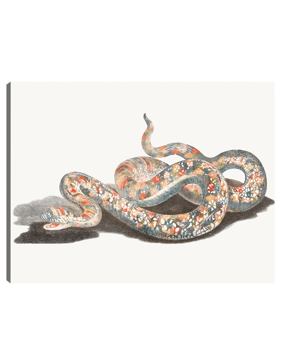 Cuadro decorativo Una Serpiente técnica mixta Reptiles Cuadro decorativo Una Serpiente técnica mixta Reptiles