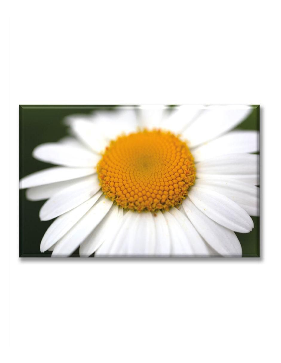 Cuadro decorativo Margarita blanca 1