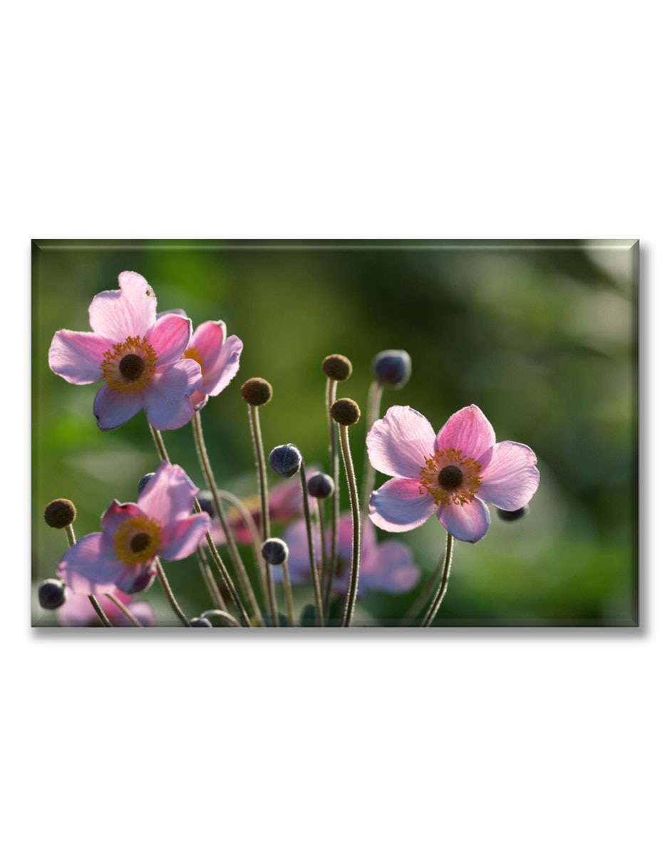 Cuadro decorativo Anémonas rosas 1
