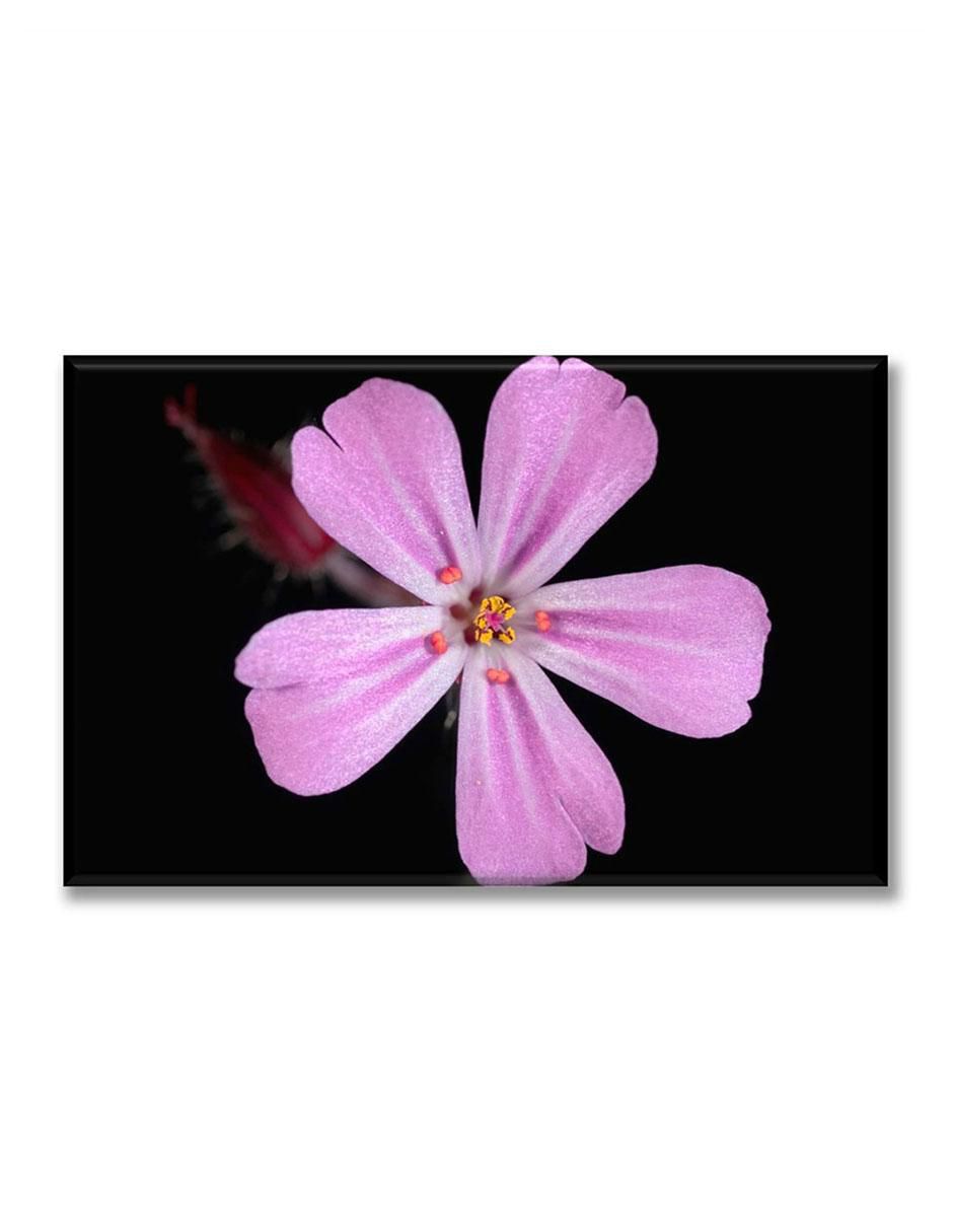 Cuadro decorativo Flor lila 1