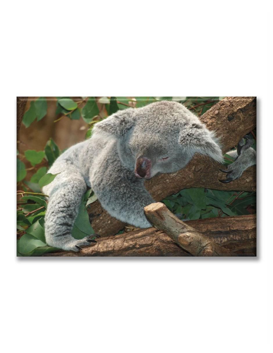 Cuadro decorativo Koala durmiendo 1