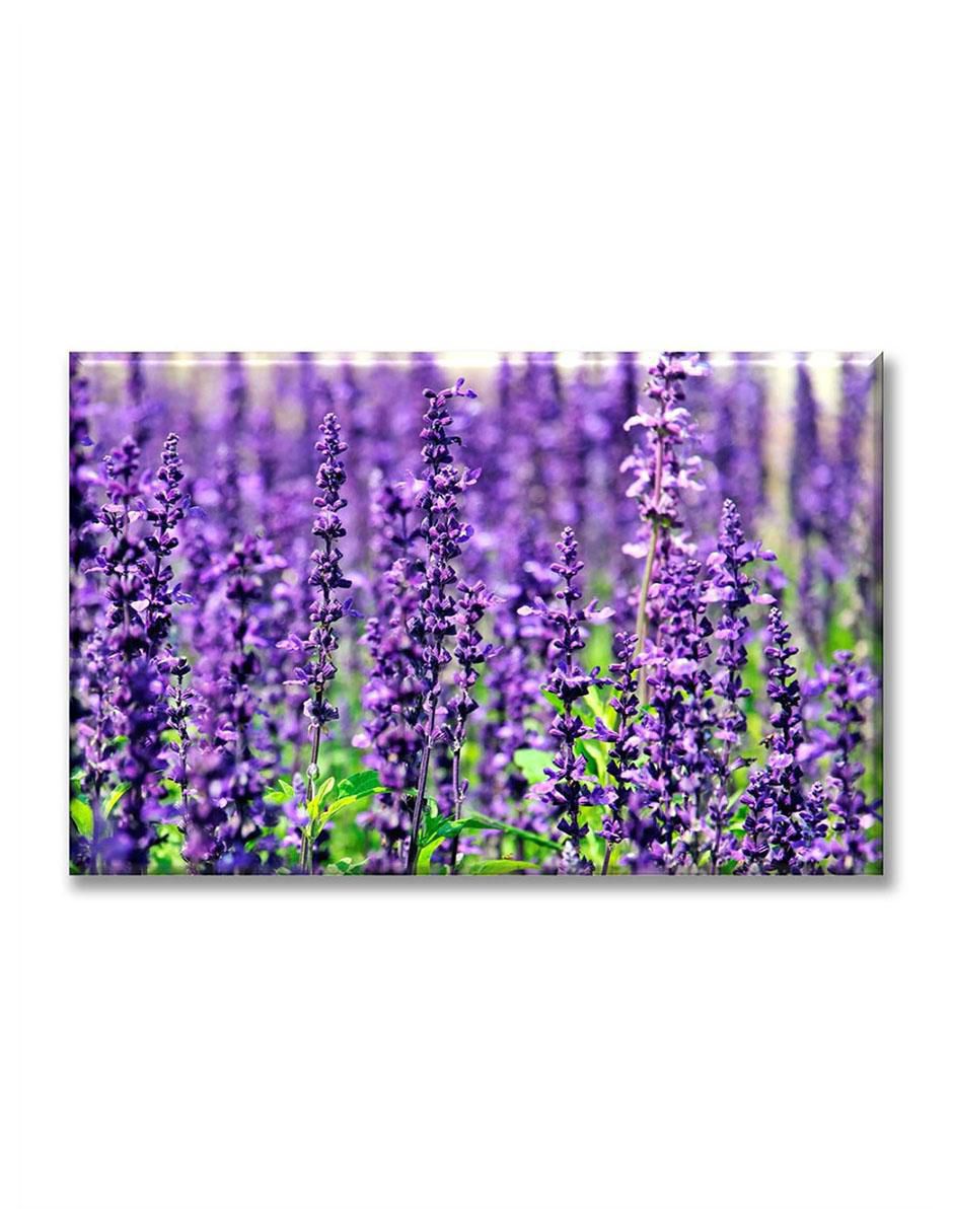 Cuadro decorativo Lavanda 1