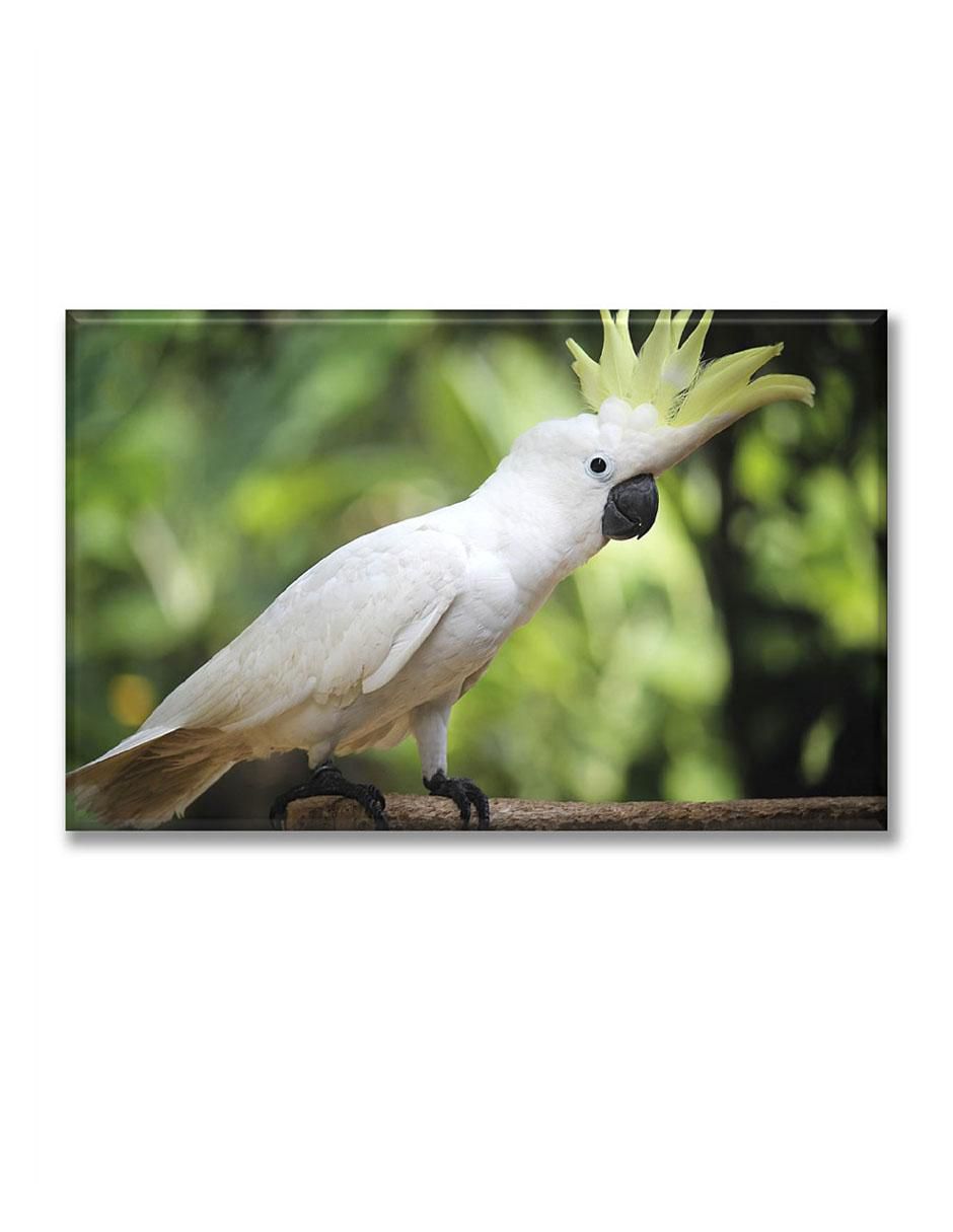 Cuadro decorativo Cacatúa 1