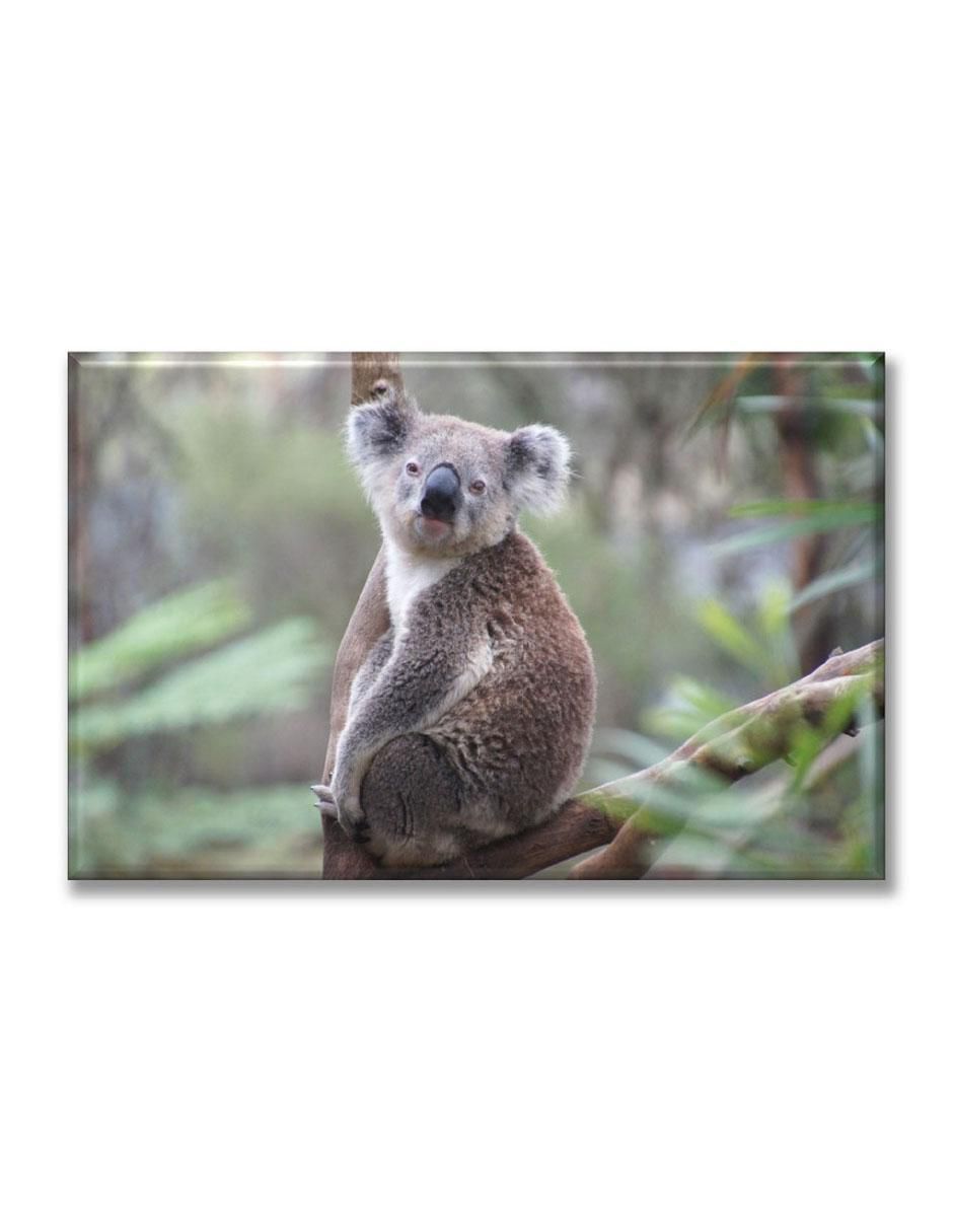 Cuadro decorativo Koala 1
