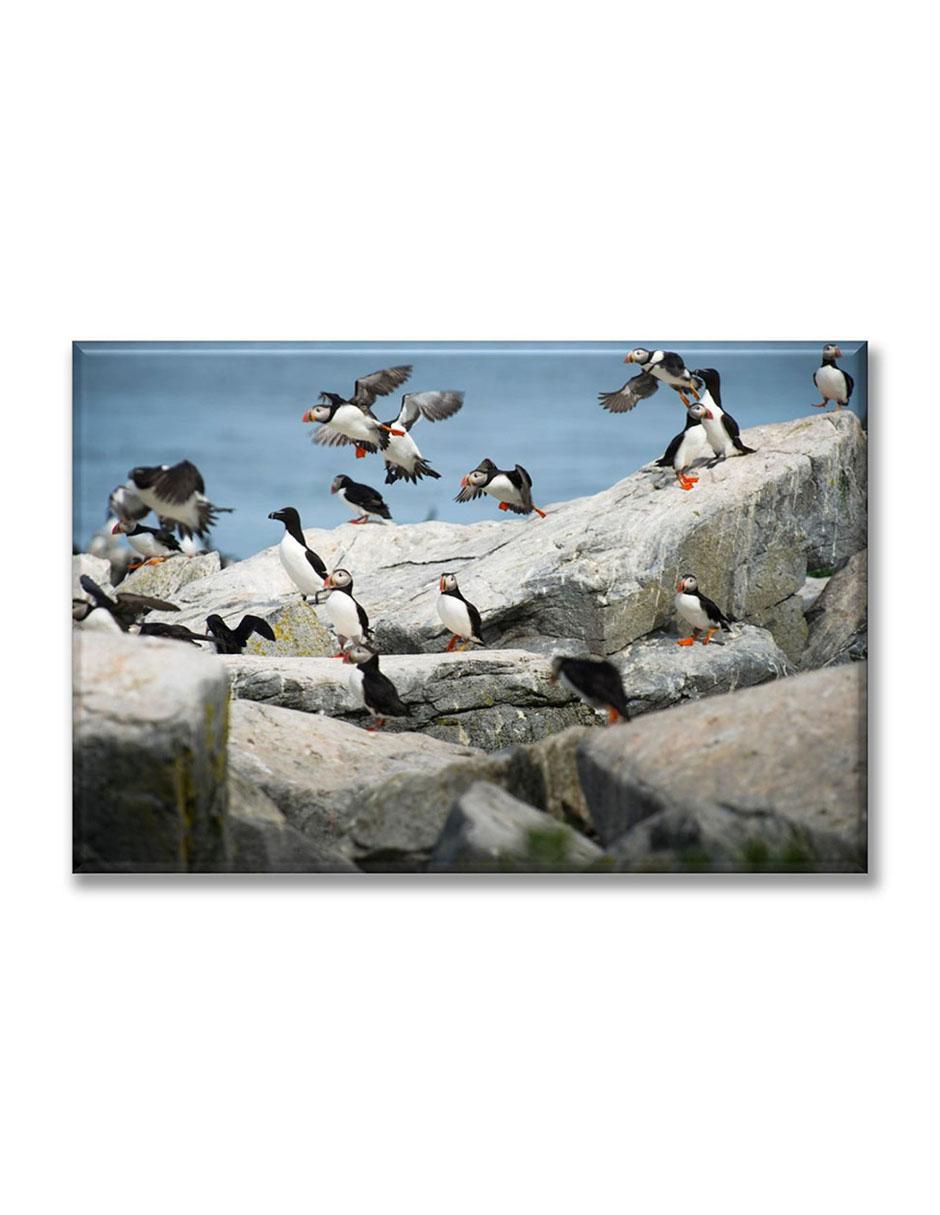 Cuadro decorativo Parvada de pingüinos 1