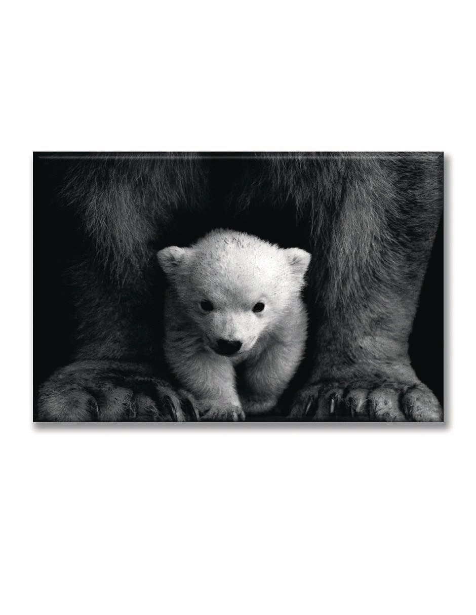 Cuadro decorativo Industria Grafica Ciento 23 Oso polar bebé