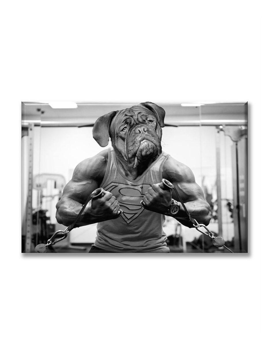 Cuadro decorativo Dogo gym 1