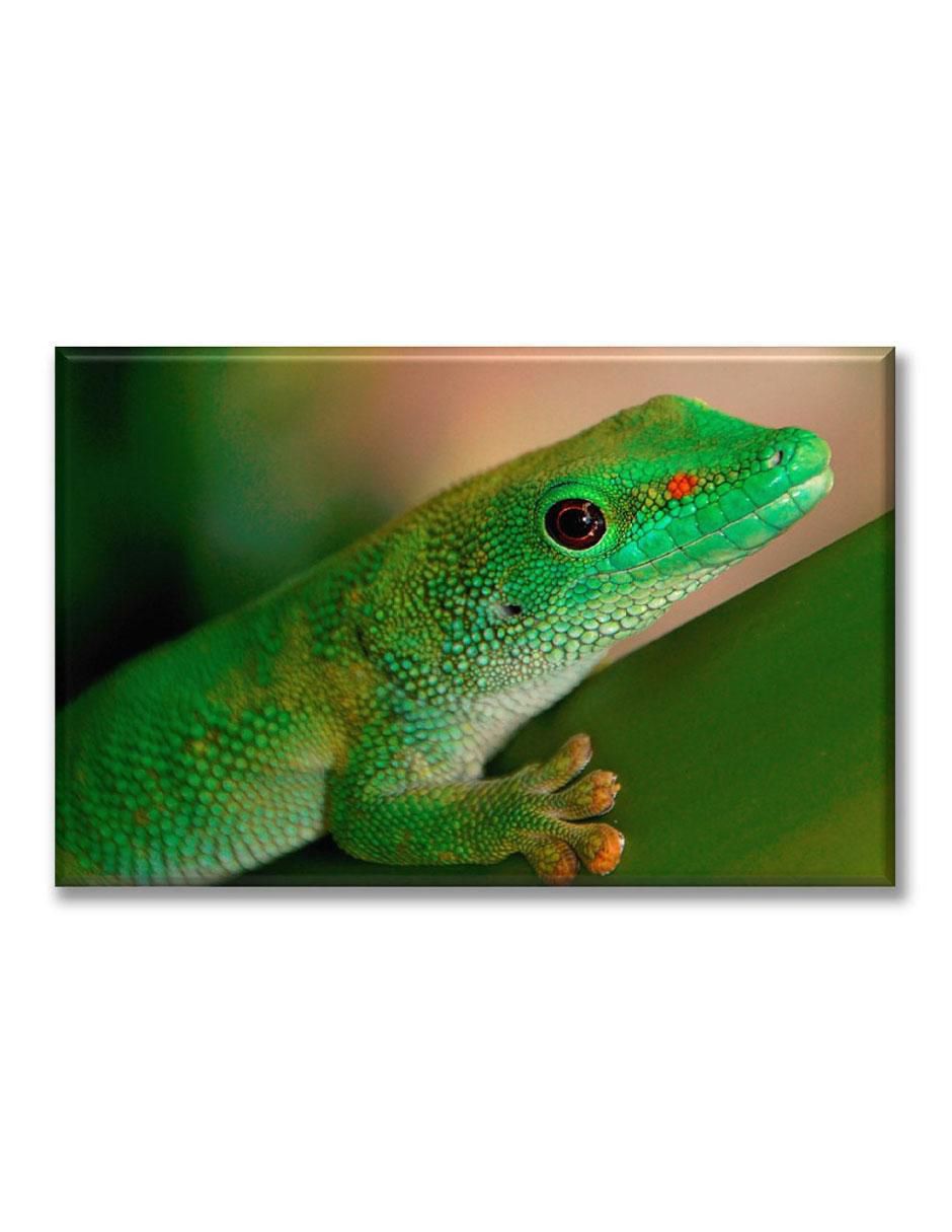 Cuadro decorativo Gecko 1