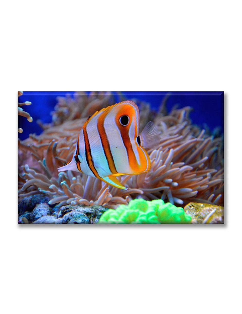 Cuadro decorativo Fauna coral 1