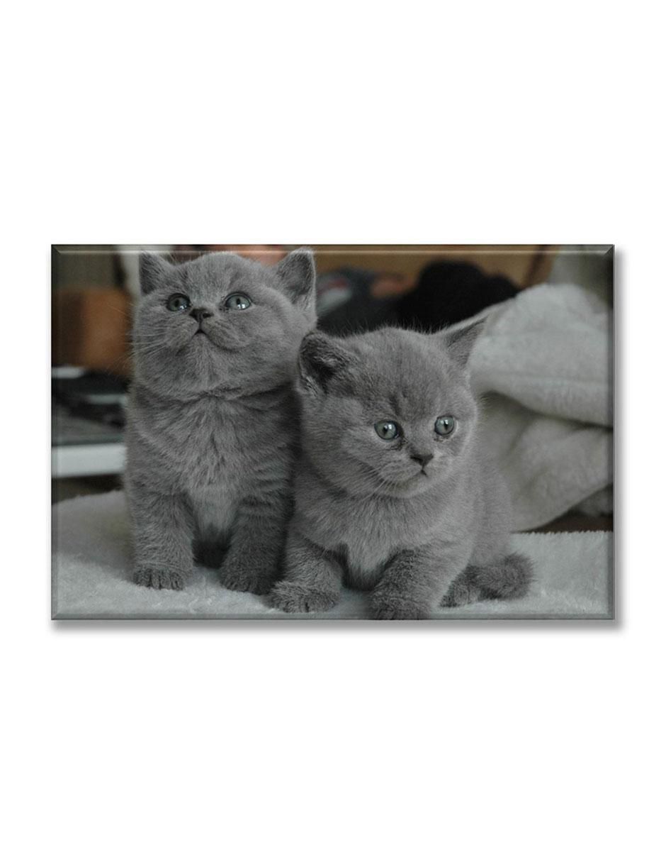 Cuadro decorativo Gatitos grises 1