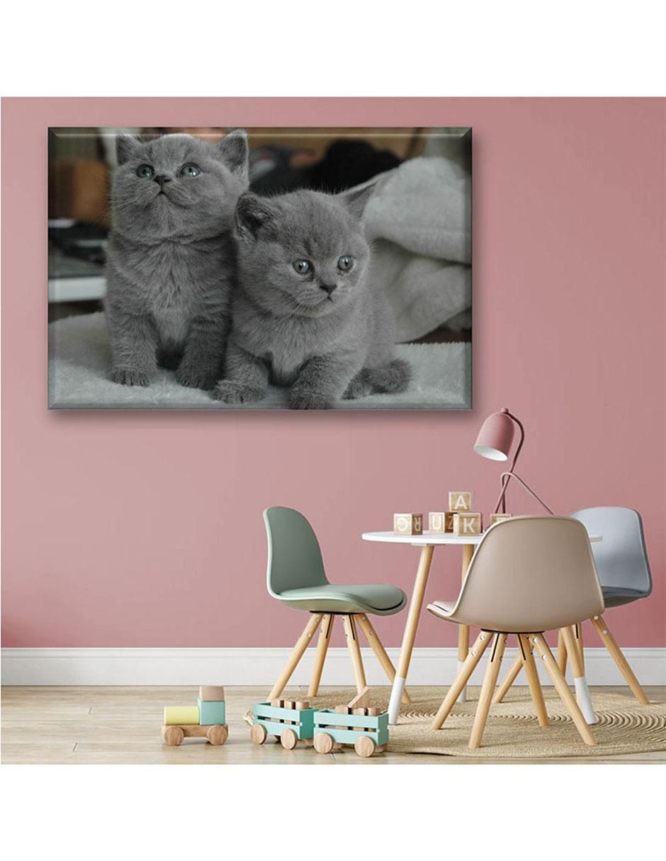 Cuadro decorativo Gatitos grises 6