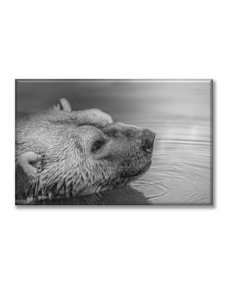 Cuadro decorativo Oso nadando 1