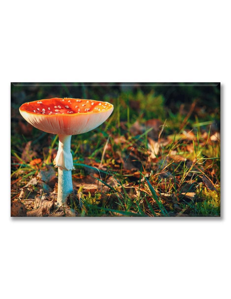 Cuadro decorativo Hongo matamoscas 1