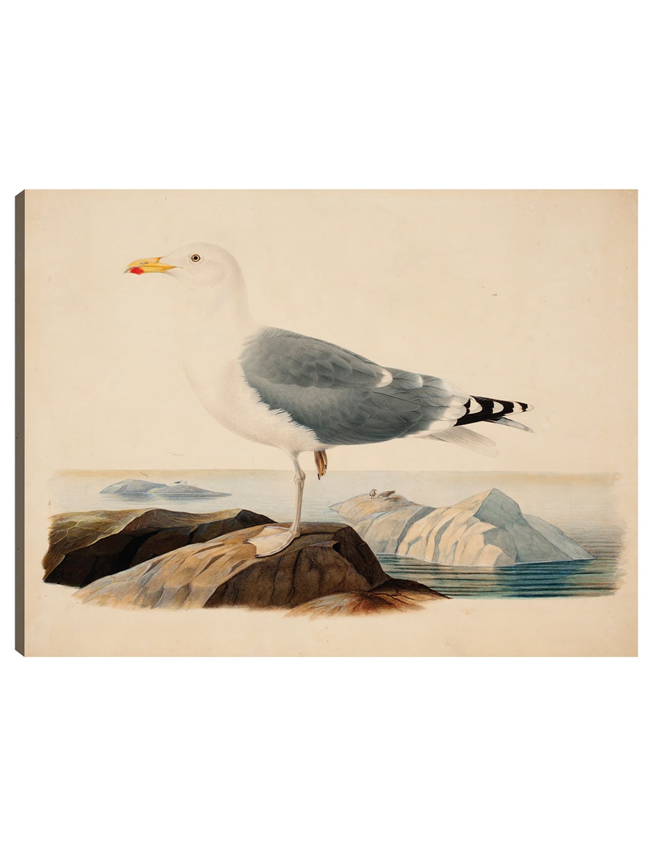 Cuadro decorativo Gaviota Argéntea Europea (1839) técnica mixta Aves Silvestres Cuadro decorativo Gaviota Argéntea Europea (1839) técnica mixta Aves Silvestres
