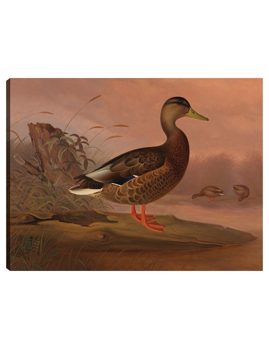 Cuadro decorativo Ánade Real (1848) técnica mixta Aves Silvestres