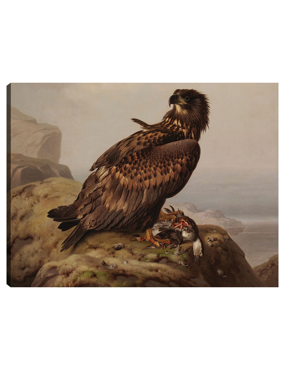 Cuadro decorativo Águila De Cola Blanca Con Su Presa (1861) técnica mixta Aves Silvestres Cuadro decorativo Águila De Cola Blanca Con Su Presa (1861) técnica mixta Aves Silvestres