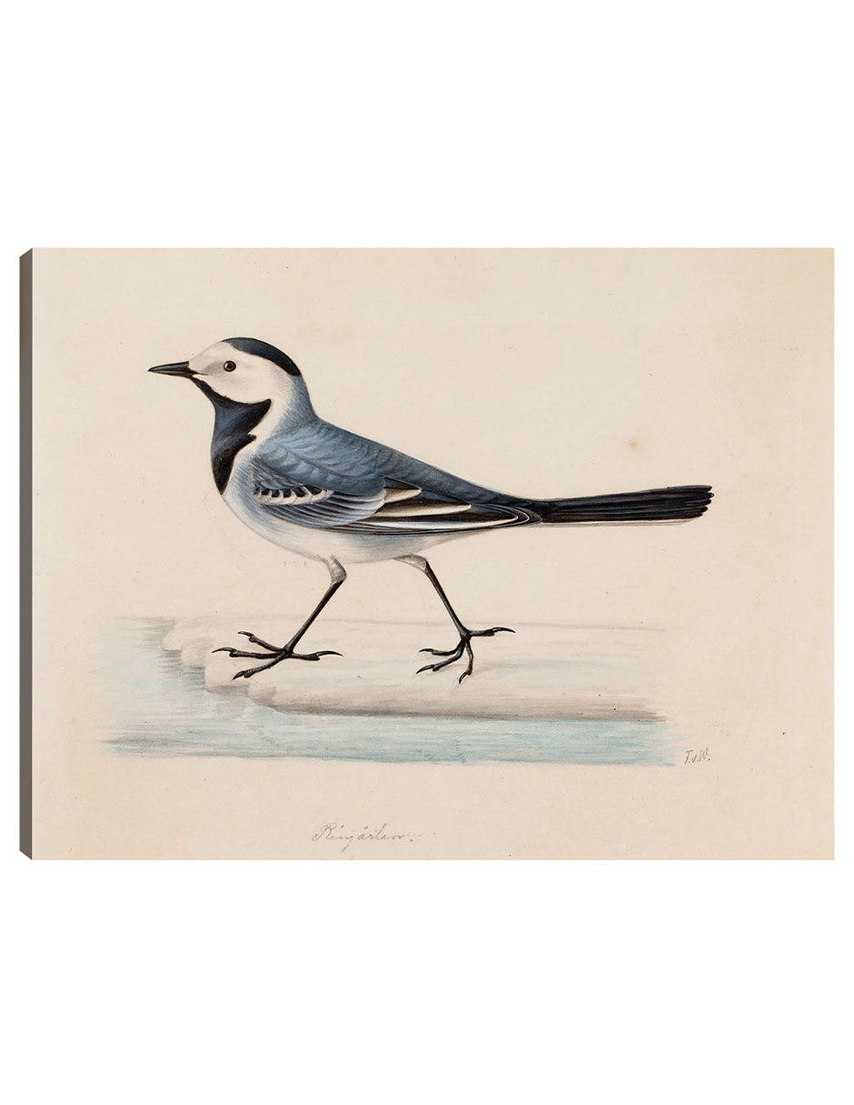 Cuadro decorativo Lavandera Blanca técnica mixta Aves Silvestres