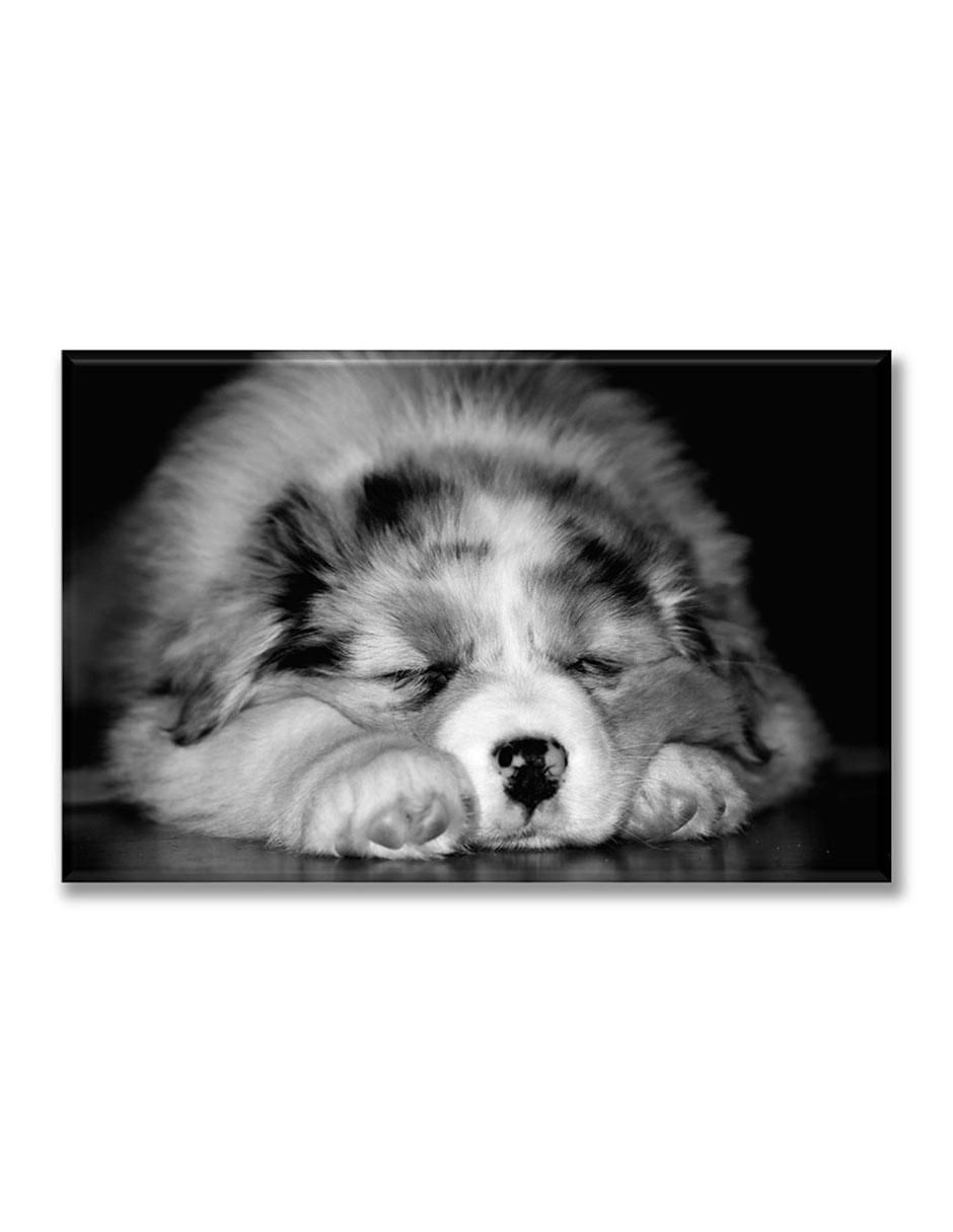 Cuadro decorativo Pixtreats cachorro durmiendo 1