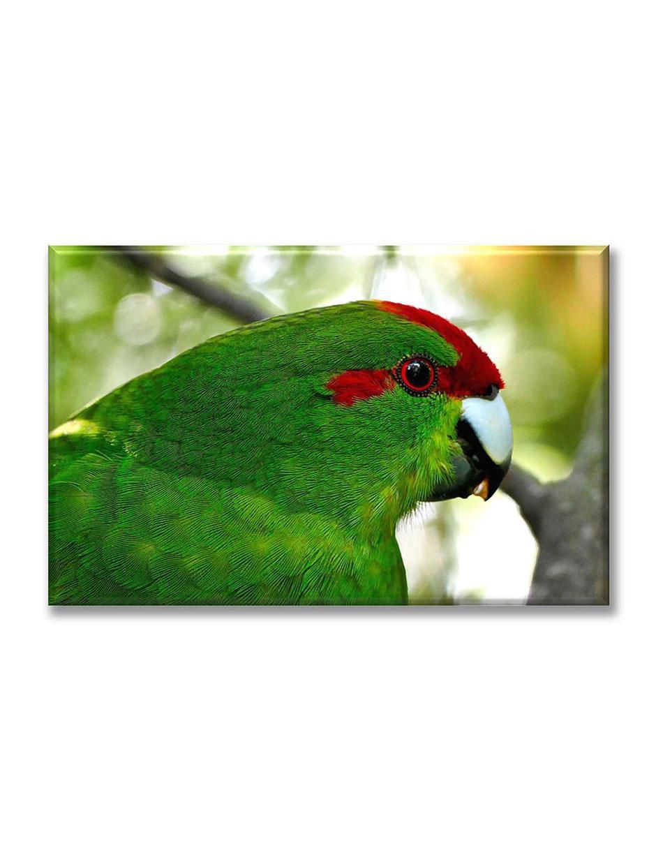 Cuadro decorativo Perico tropical 1
