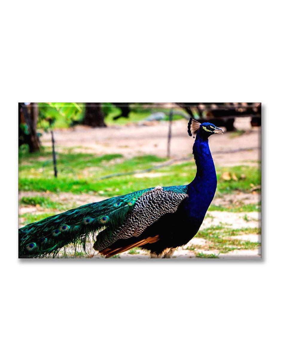 Cuadro decorativo Pavo real