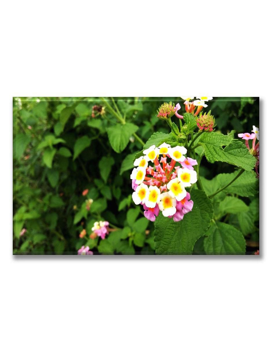 Cuadro decorativo Lantanas Cuadro decorativo Lantanas