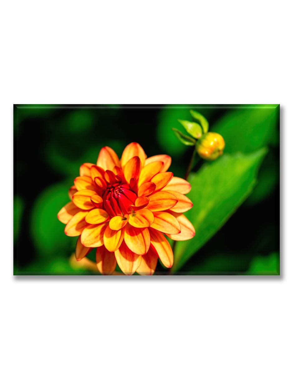 Cuadro decorativo Dalia floreciendo 1