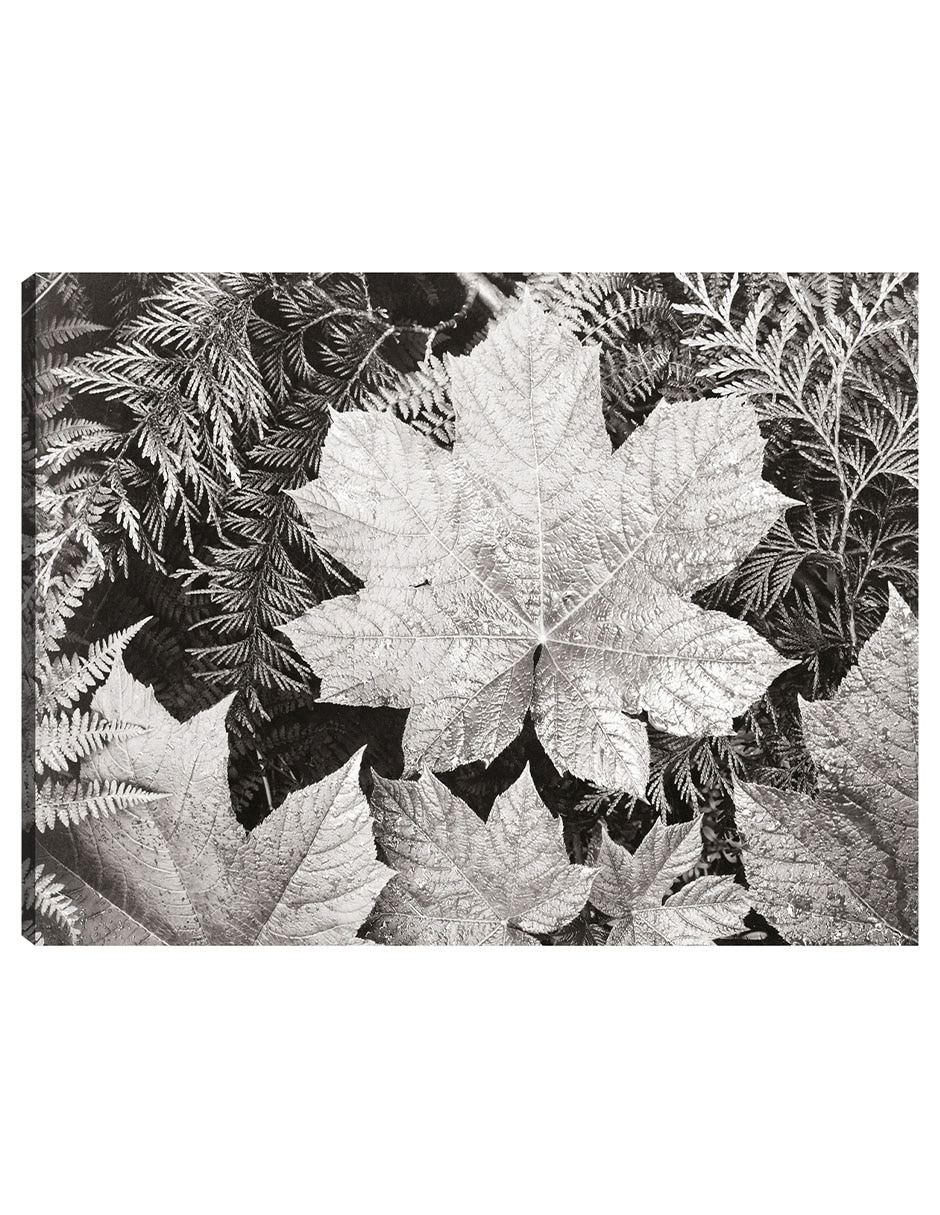 Cuadro decorativo En El Parque Nacional Glacier, Cerca De Hojas técnica mixta Inspiración