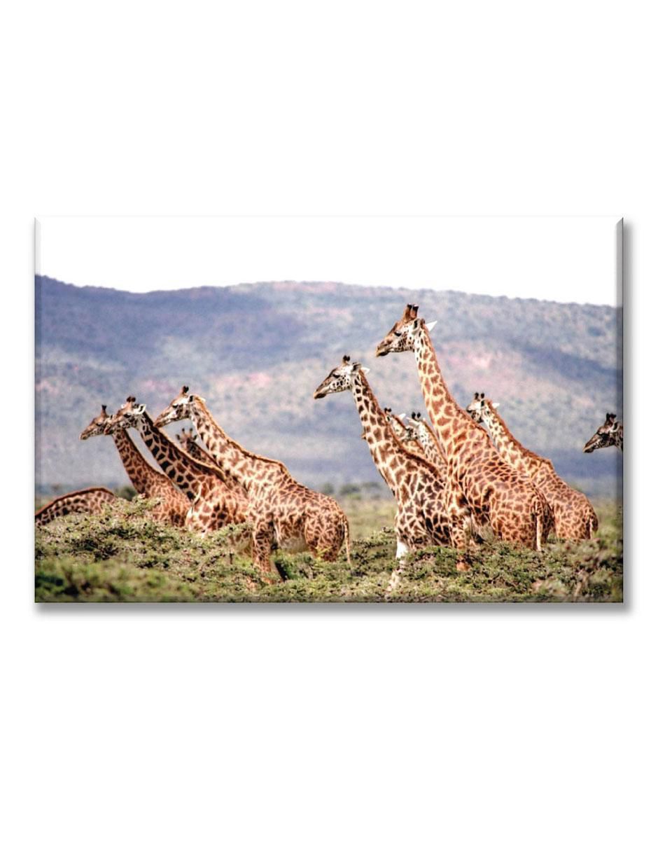 Cuadro decorativo Manada de jirafas 1