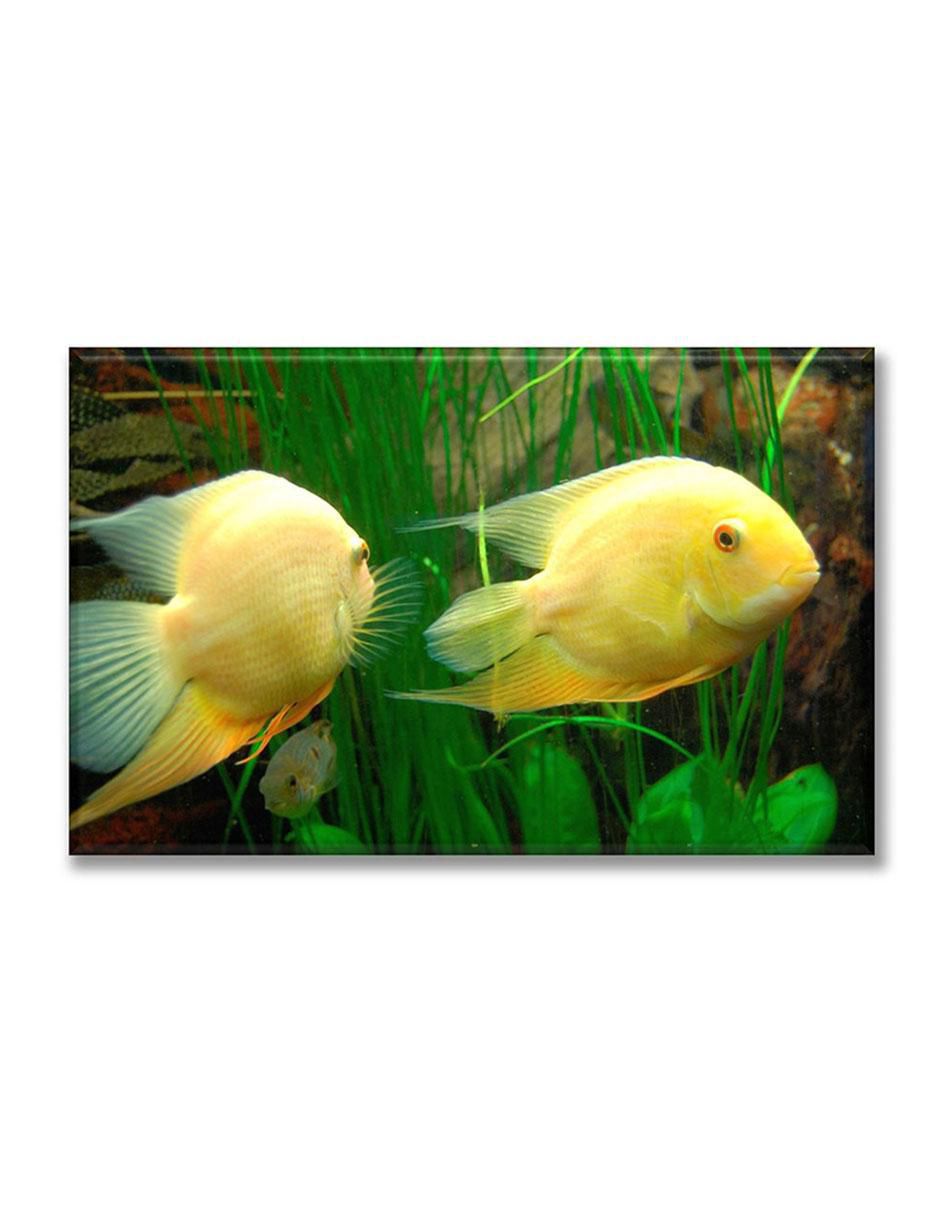 Cuadro decorativo Peces exóticos 1