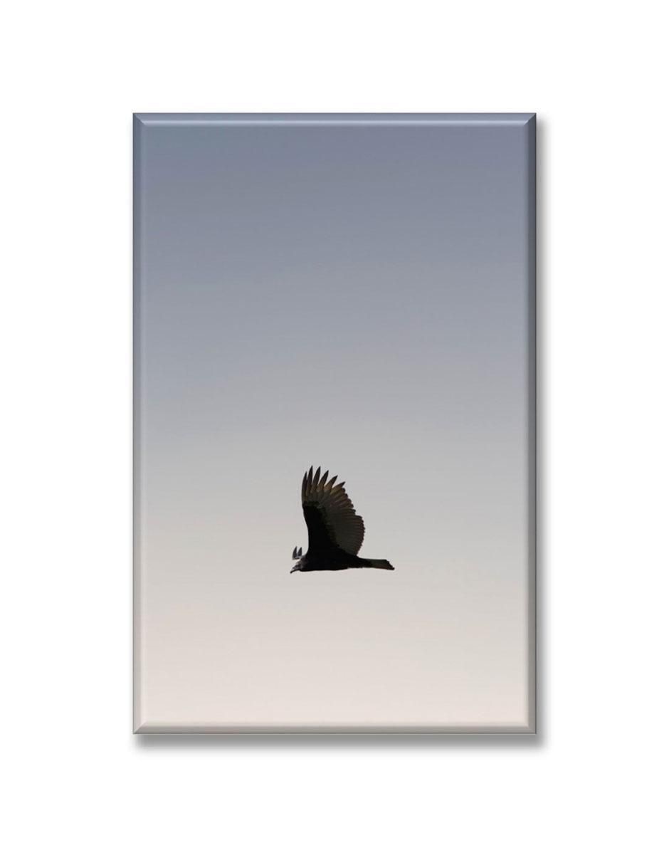 Cuadro decorativo Águila volando 1