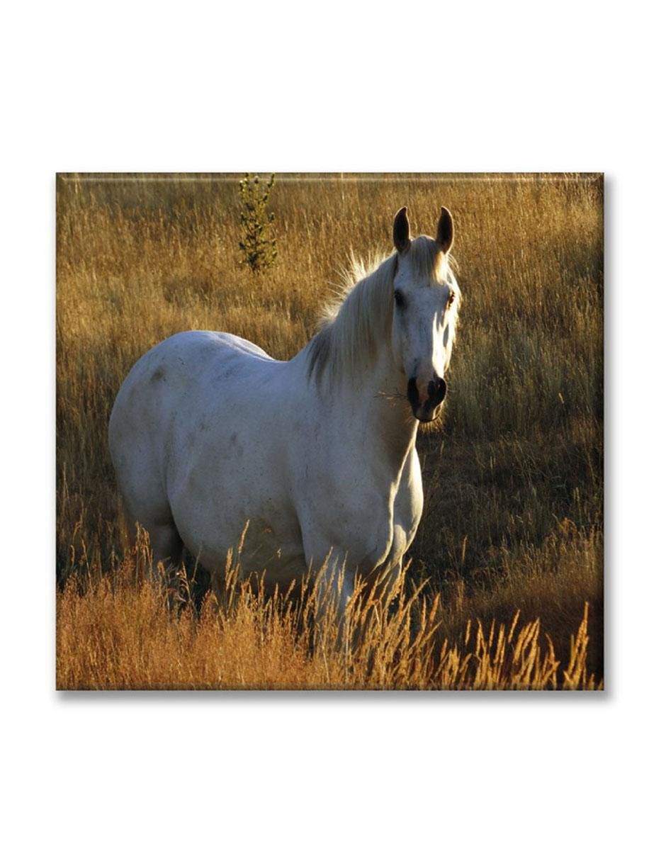 Cuadro decorativo Caballo 1