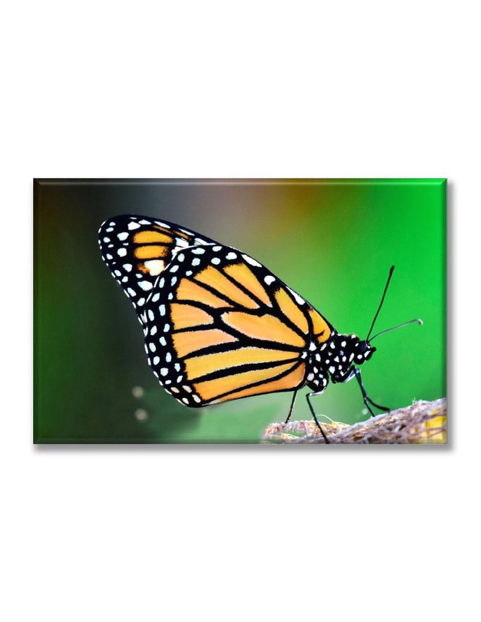 Cuadro decorativo Industria Grafica Ciento 23 Mariposa monarca