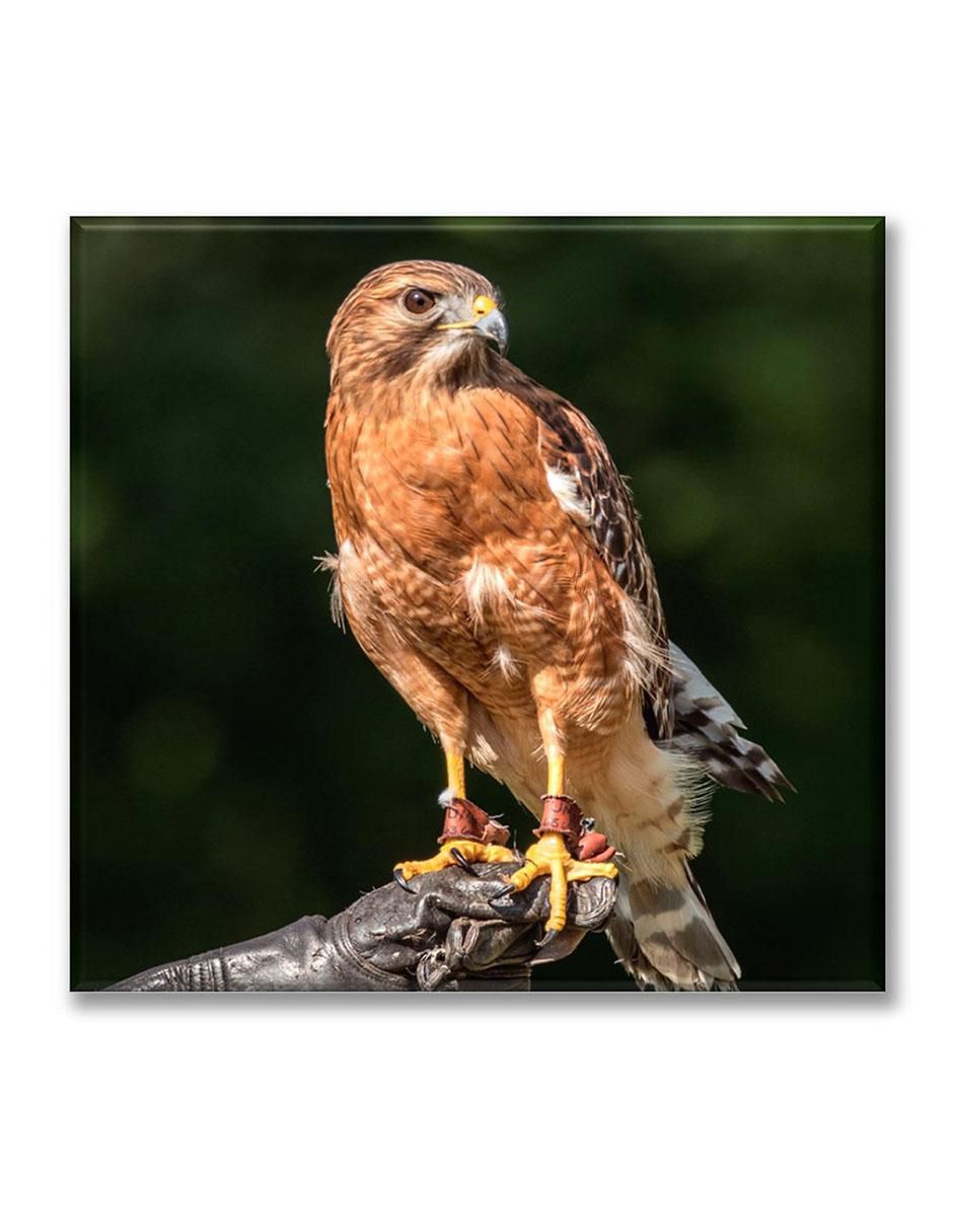 Cuadro decorativo Águila en pose 1