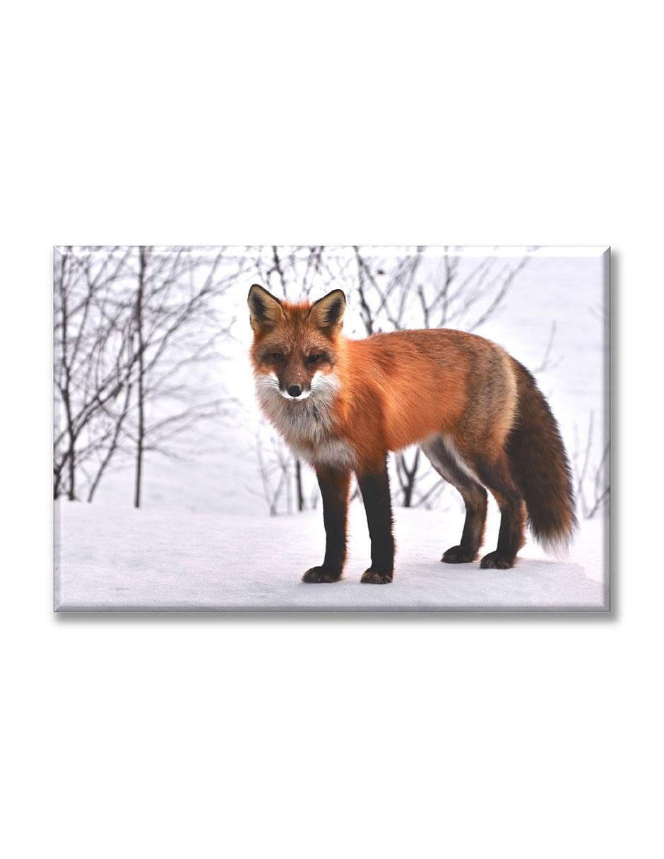 Cuadro decorativo Zorro rojo 1