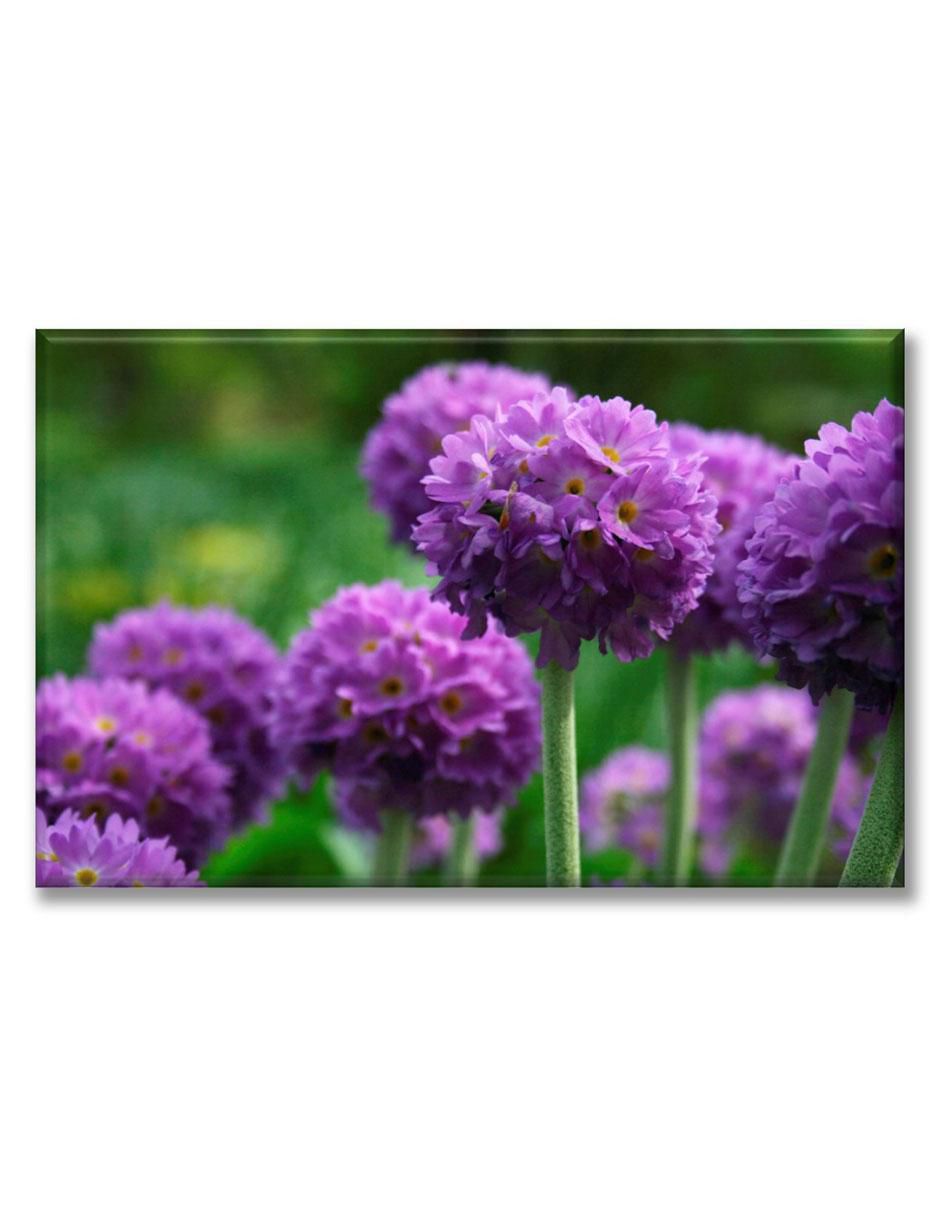 Cuadro decorativo Flor primula 1