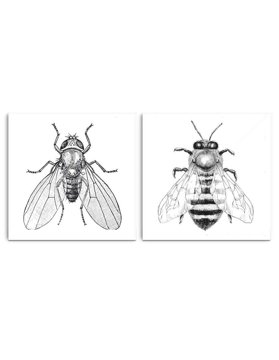 Cuadro decorativo Set par de insectos con barniz a registro Cuadro decorativo Set par de insectos con barniz a registro