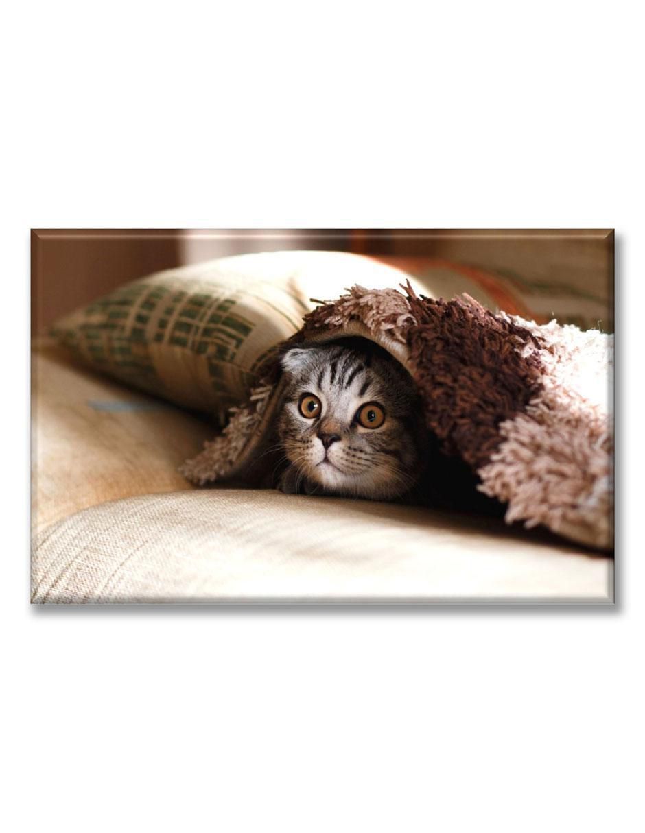 Cuadro decorativo Gatito con frío 1