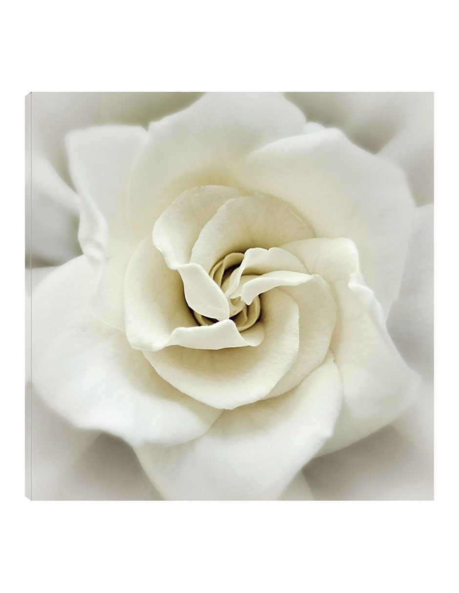 Cuadro decorativo Gardenia Desteñida técnica mixta Floración Cuadro decorativo Gardenia Desteñida técnica mixta Floración