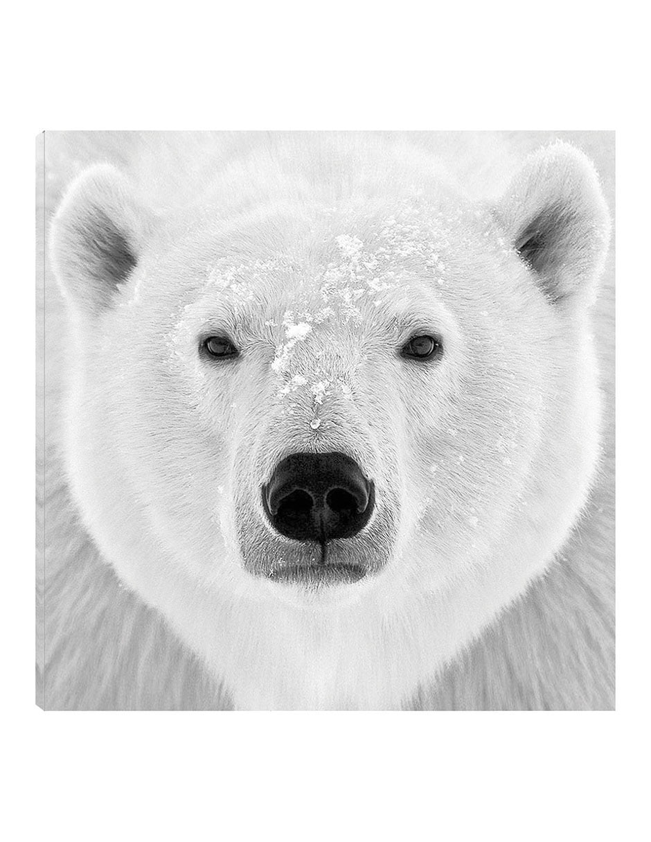 Cuadro decorativo Oso Polar técnica mixta Vida Silvestre Cuadro decorativo Oso Polar técnica mixta Vida Silvestre
