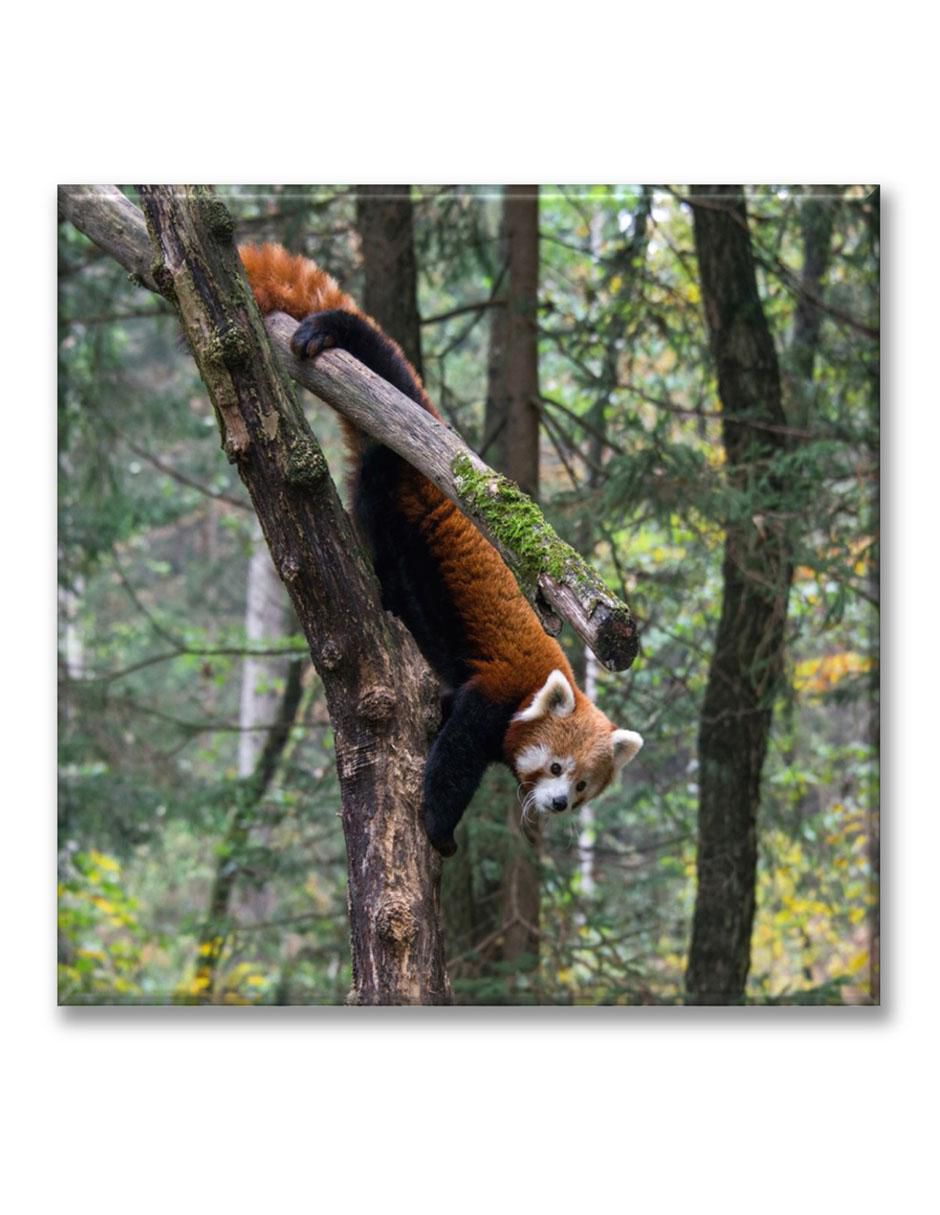 Cuadro decorativo Panda rojo 1