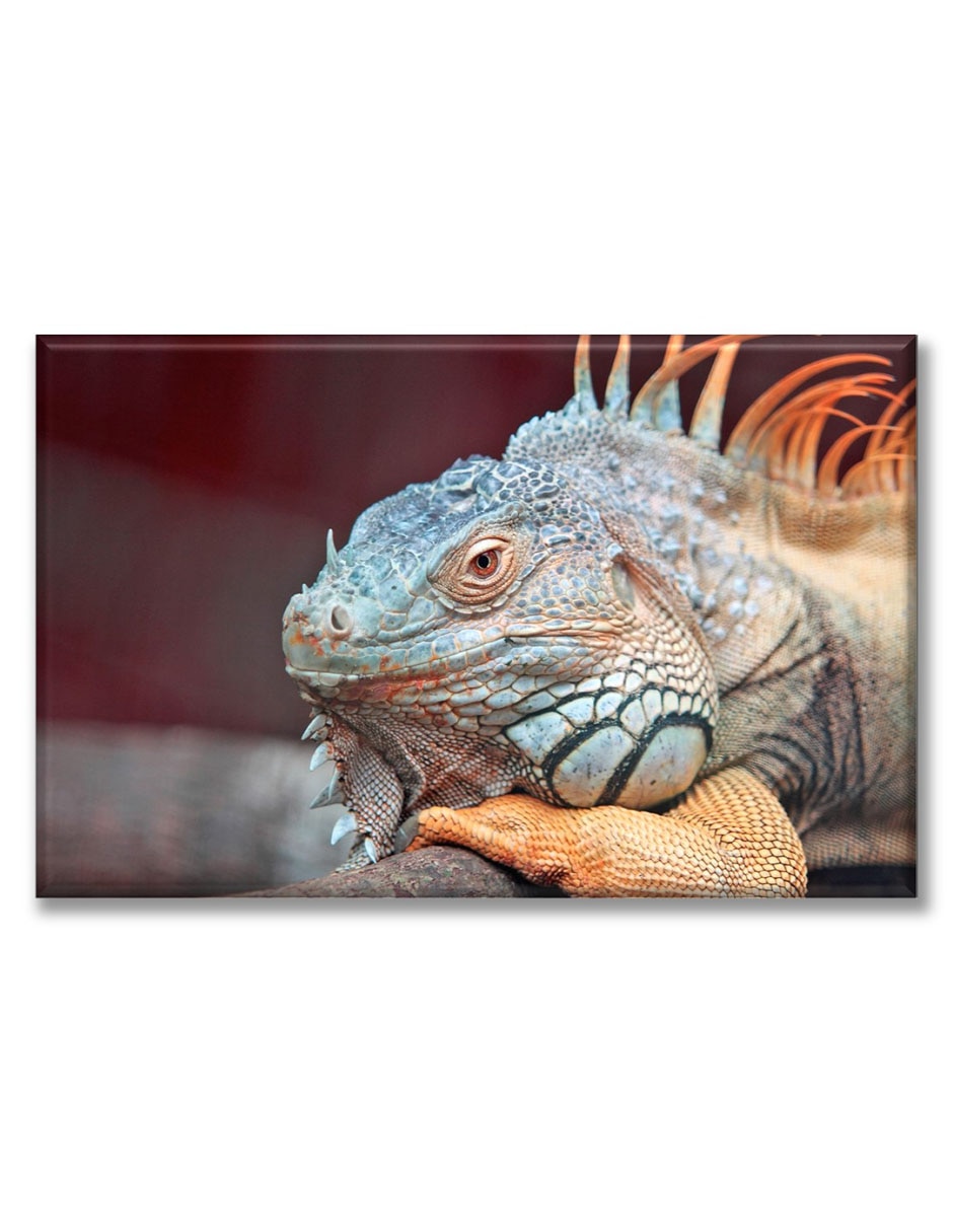Cuadro decorativo Iguana de perfil 1