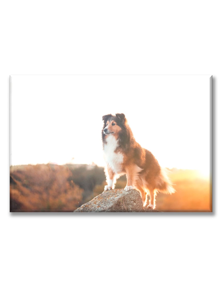 Cuadro decorativo Perro en acantilado 1