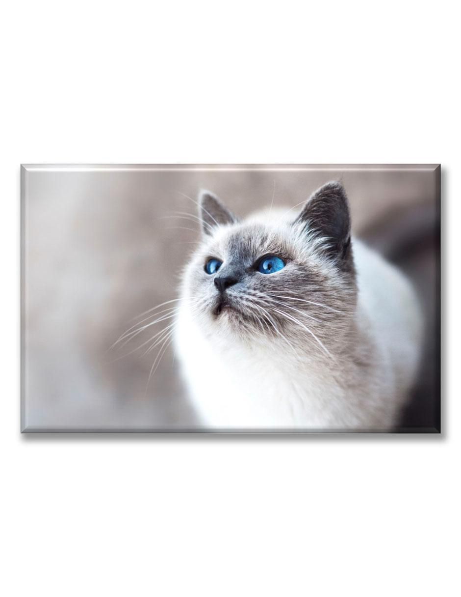 Cuadro decorativo Gatos ojos azules 1
