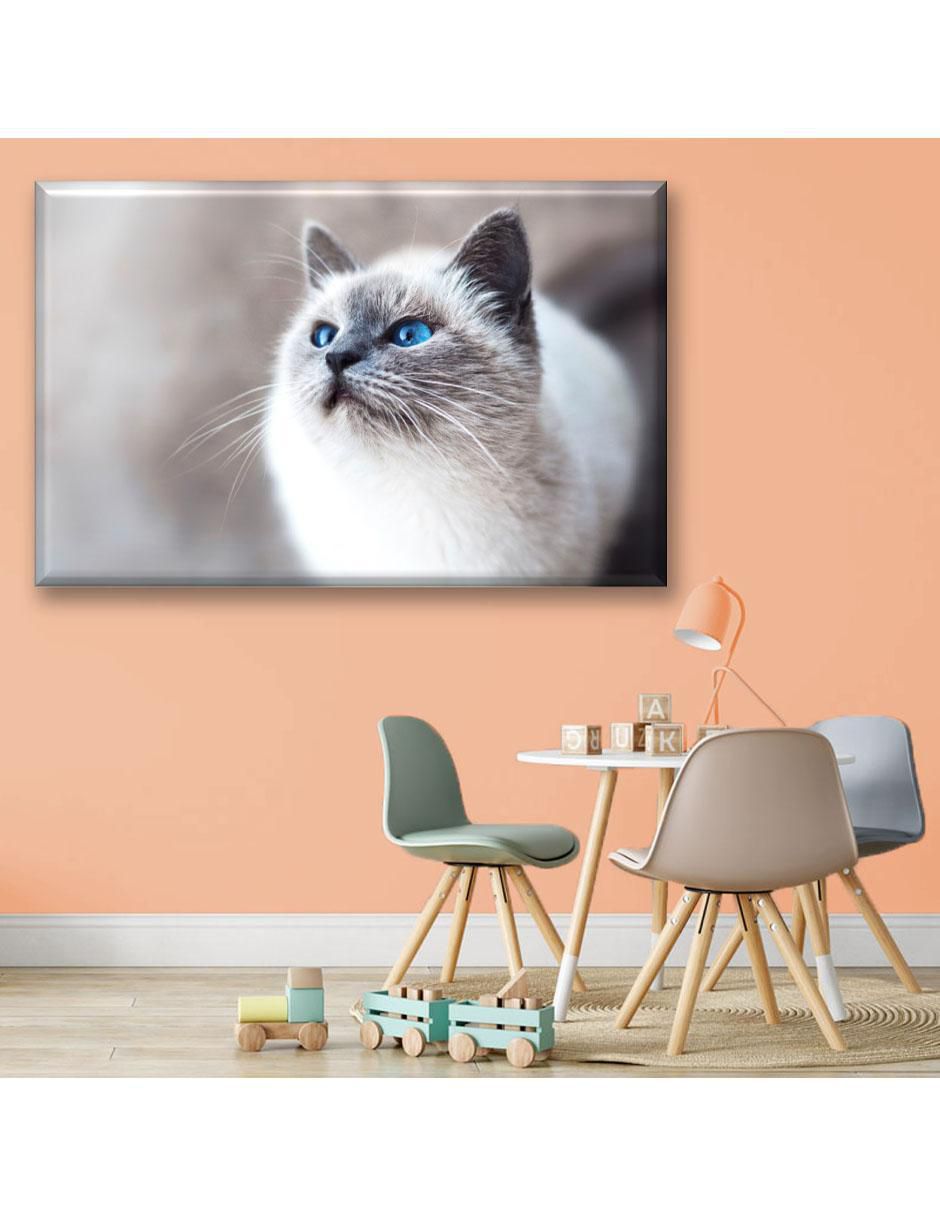 Cuadro decorativo Gatos ojos azules 6